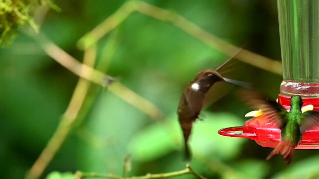 Brown Inca - ML616546632