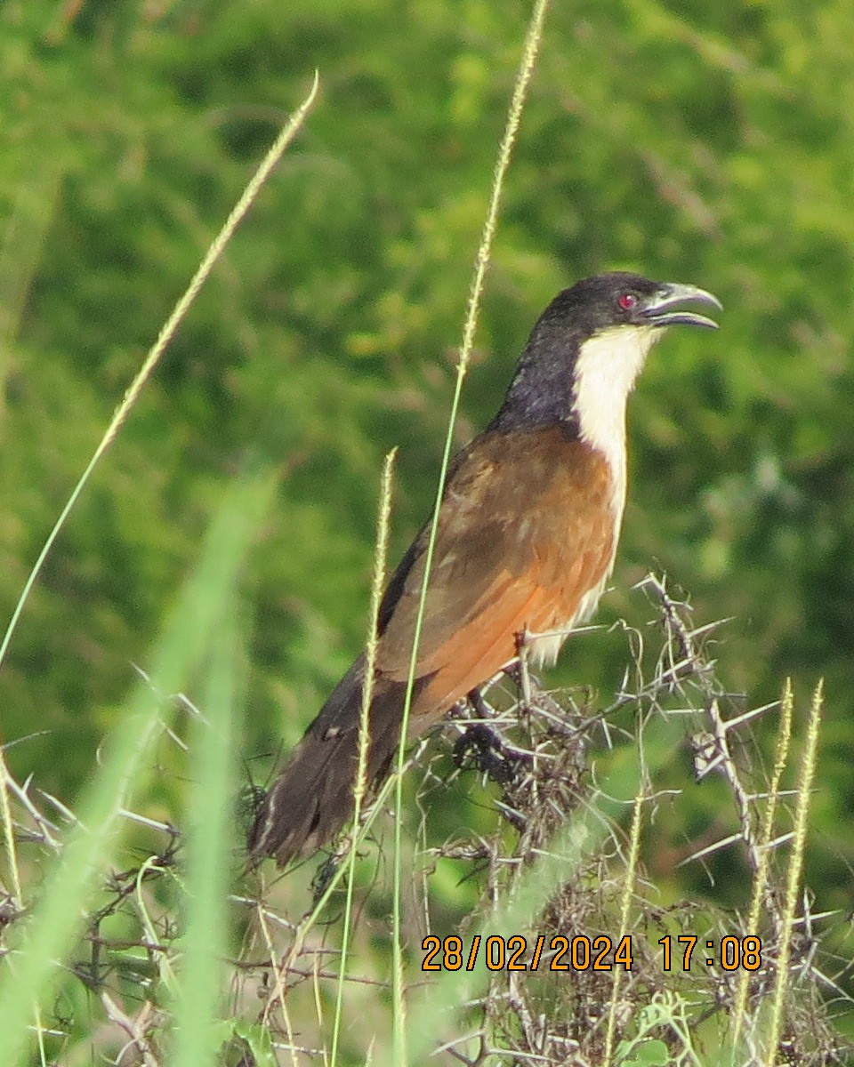 Coppery-tailed Coucal - Gary Bletsch