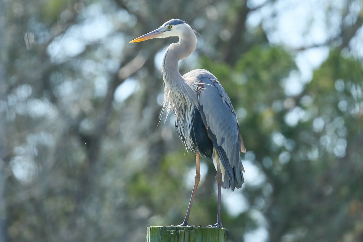 Great Blue Heron - ML616546659