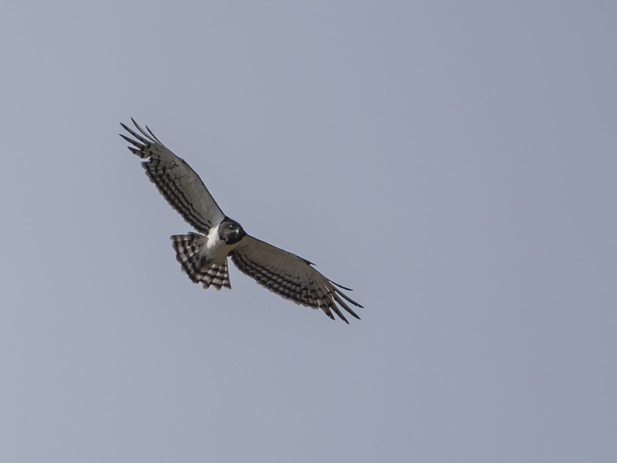 Black-chested Snake-Eagle - ML616546669