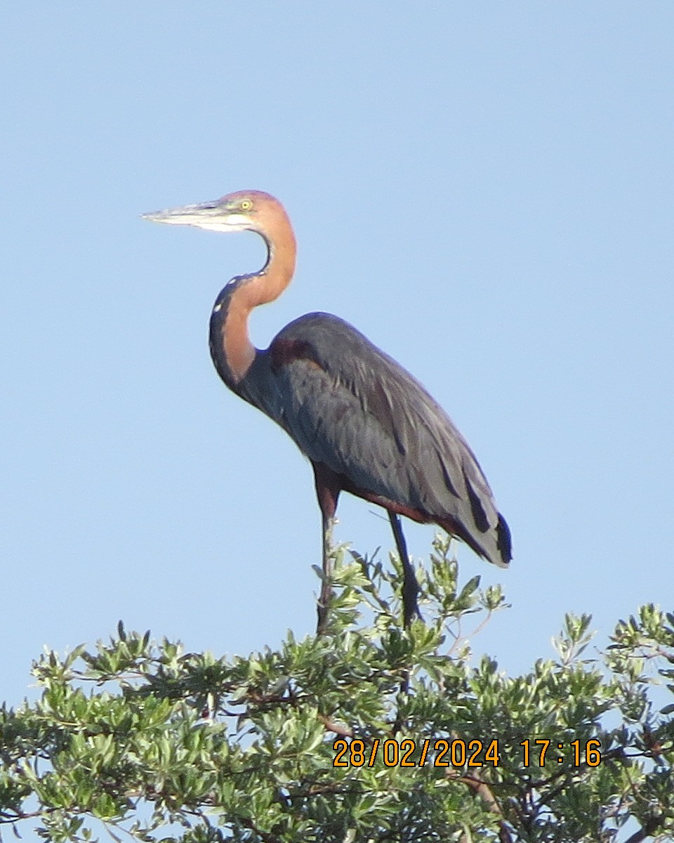 Goliath Heron - ML616546686