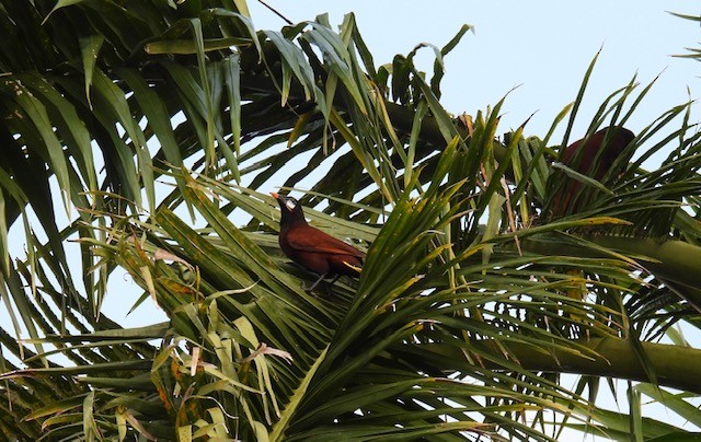 Montezuma Oropendola - Alan Hull