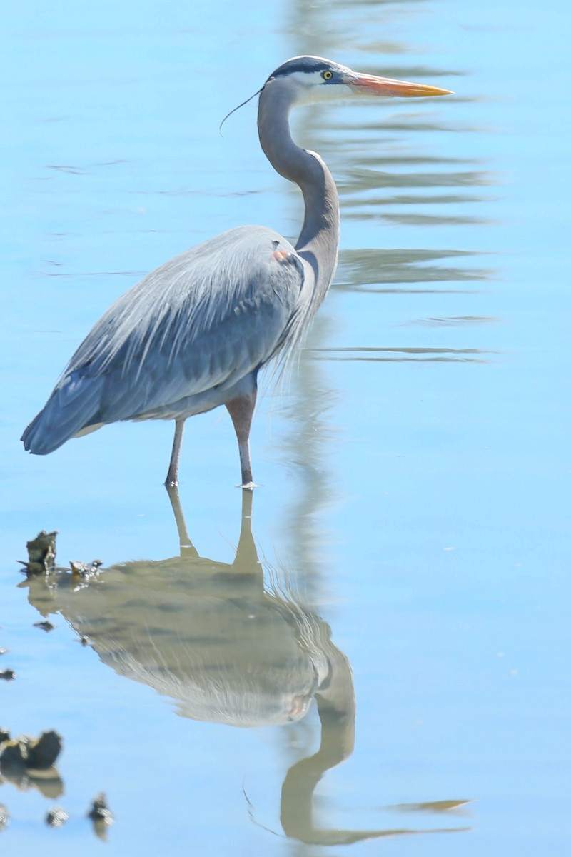 Great Blue Heron - ML616546723