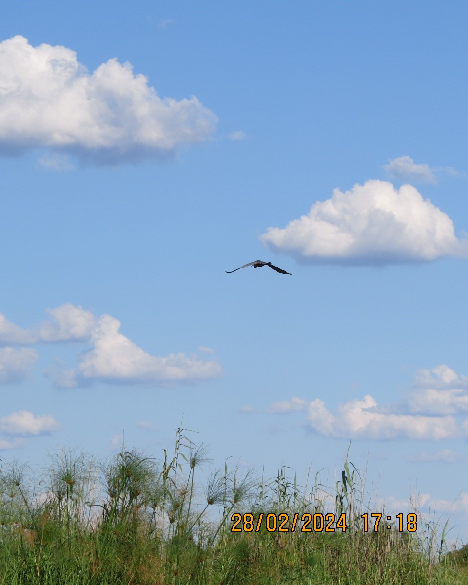 Goliath Heron - ML616546725