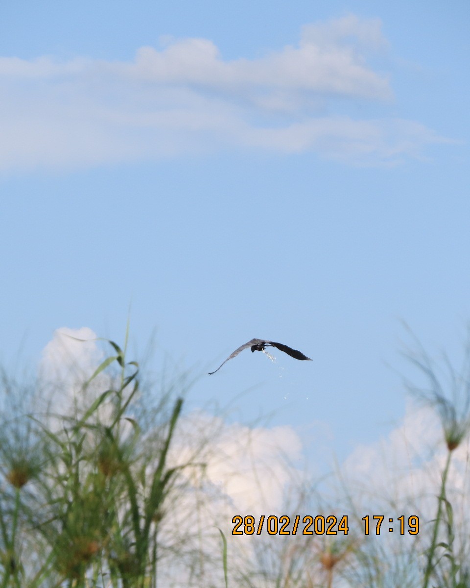 Goliath Heron - ML616546734