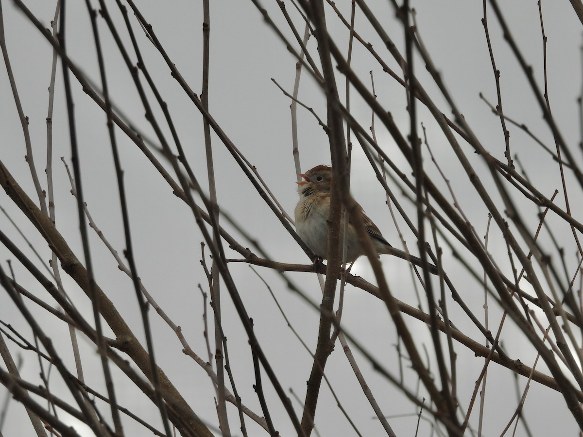 Field Sparrow - ML616546736