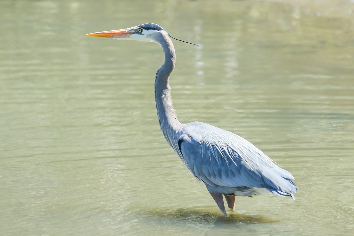 Great Blue Heron - ML616546744