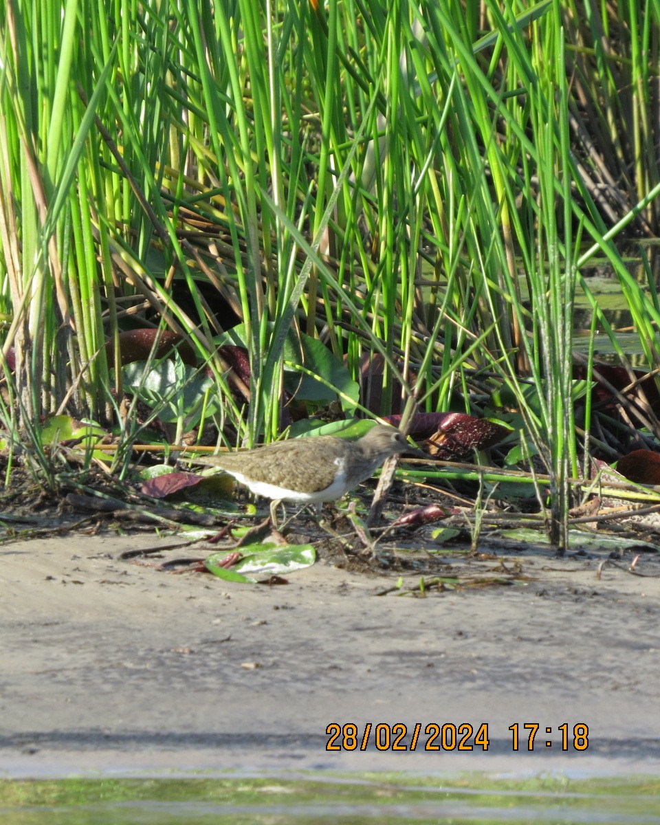 Common Sandpiper - ML616546745