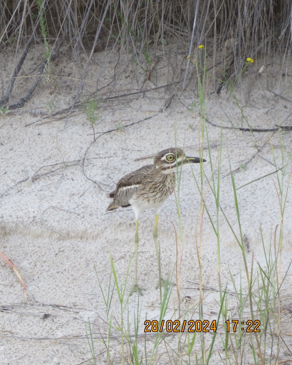 Water Thick-knee - ML616546755