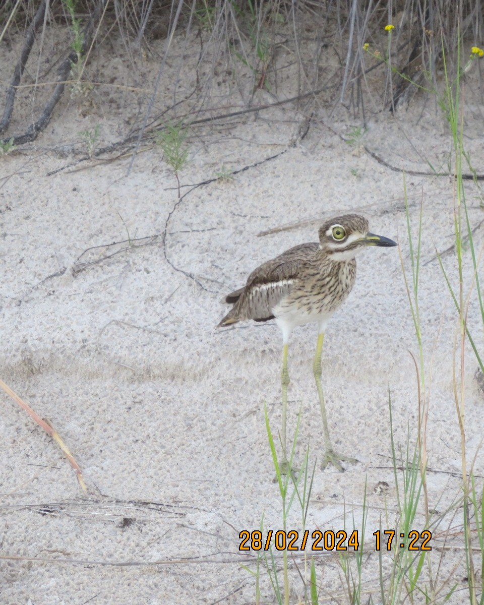 Water Thick-knee - ML616546757