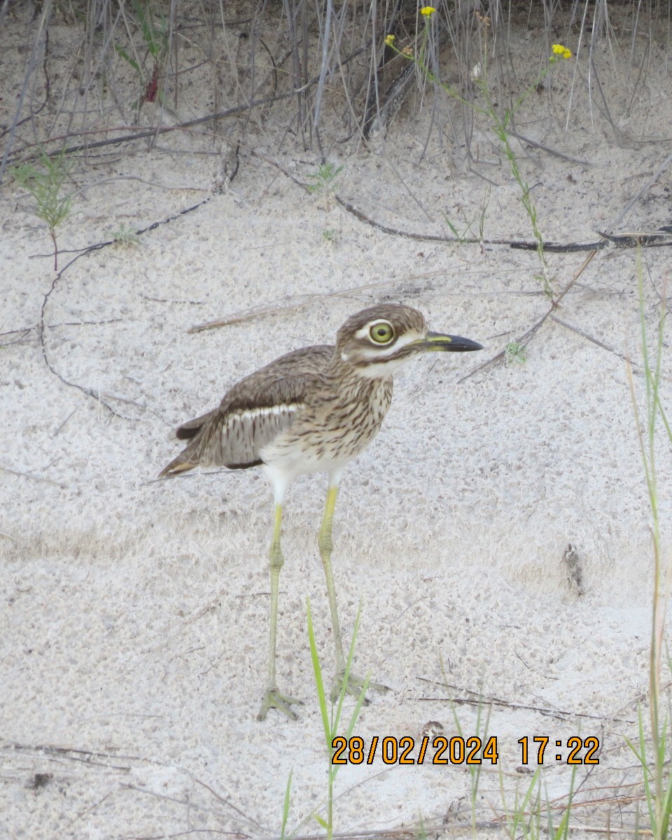 Water Thick-knee - ML616546761