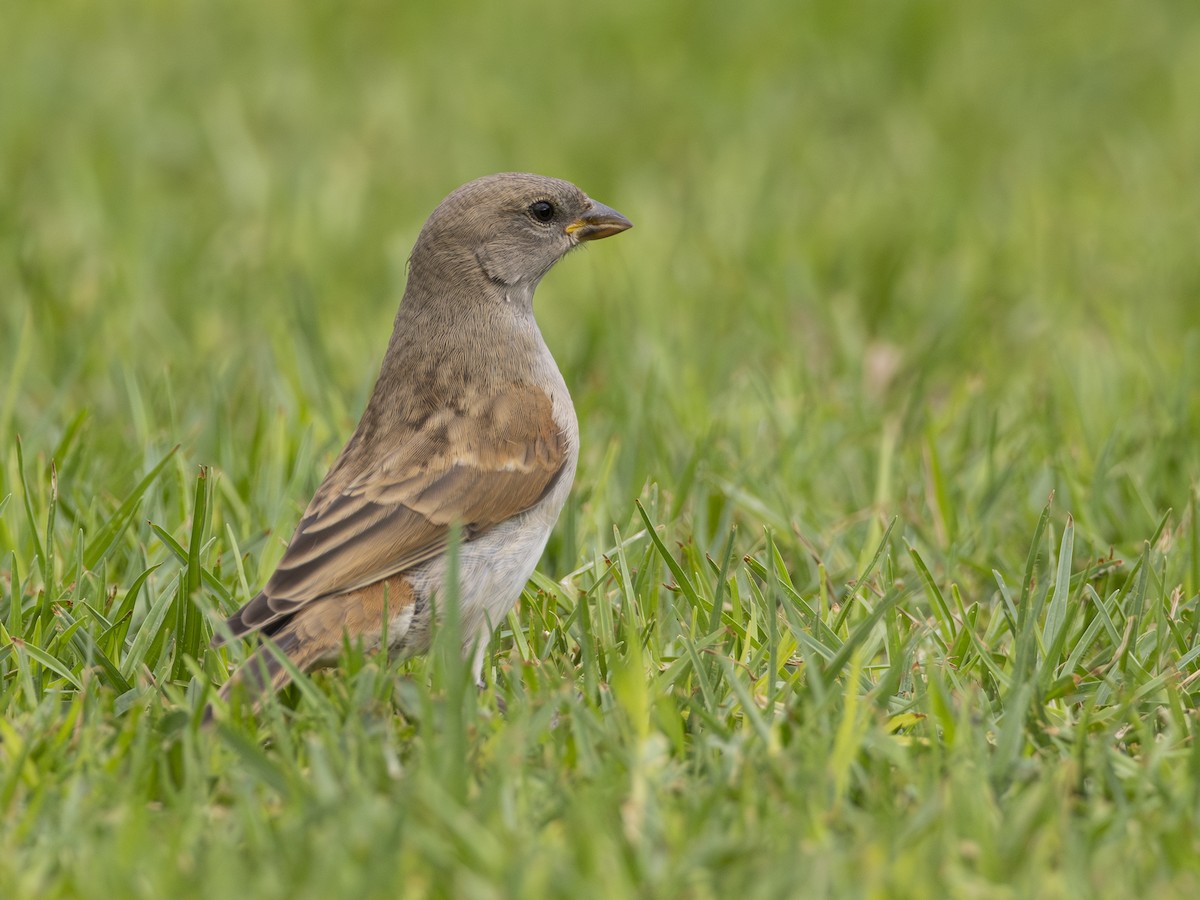 Southern Gray-headed Sparrow - ML616546762