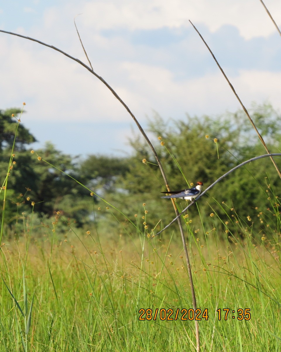 Wire-tailed Swallow - ML616546774