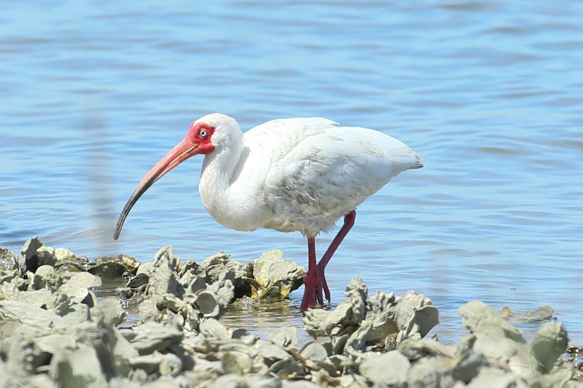 ibis bílý - ML616546848