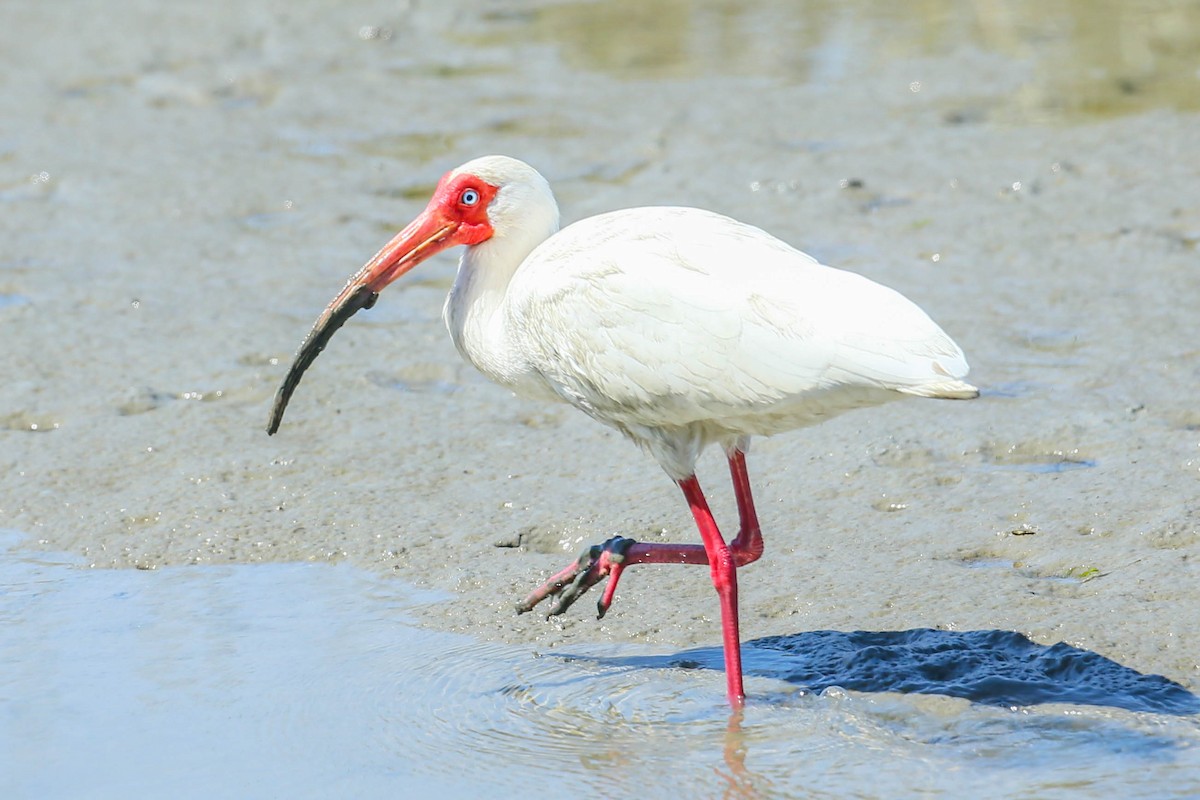 ibis bílý - ML616546849