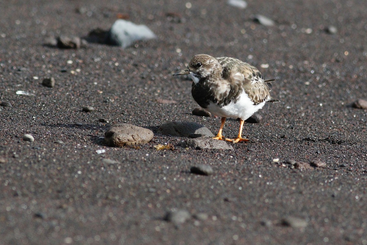 Ruddy Turnstone - ML616546852