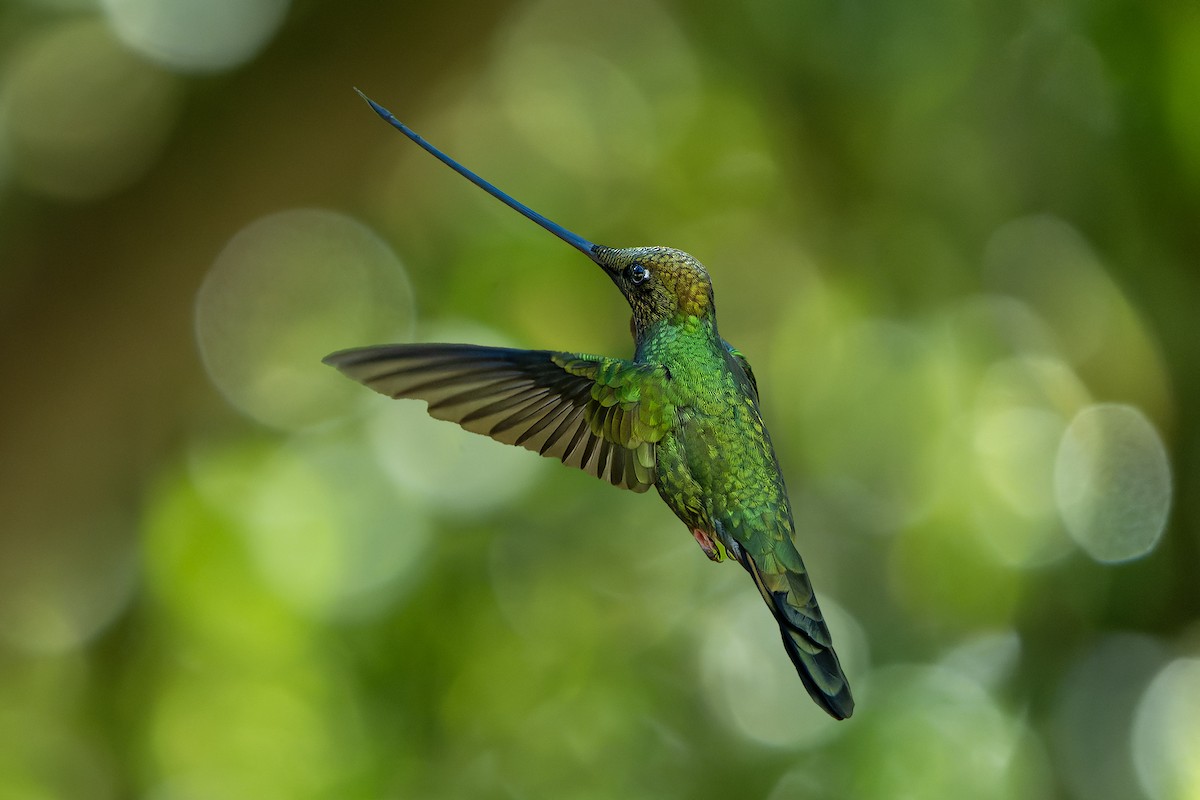 Sword-billed Hummingbird - ML616546857