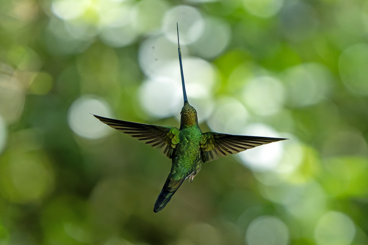 Sword-billed Hummingbird - ML616546858