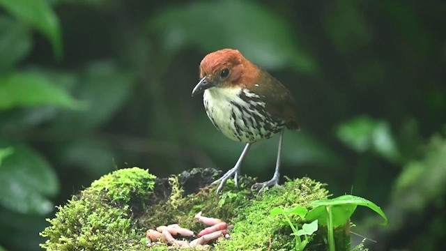 Grallaire à tête rousse - ML616546860