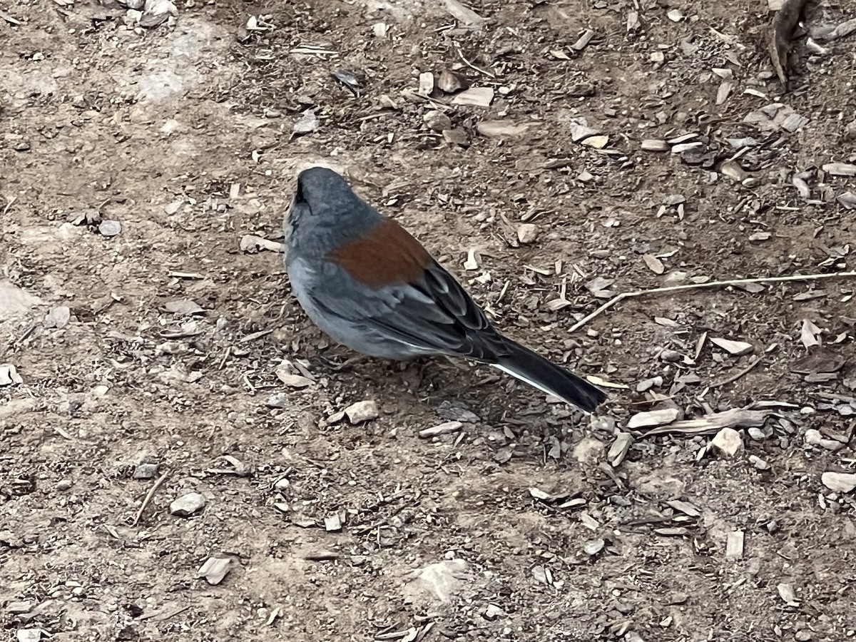 Dark-eyed Junco (Red-backed) - ML616546877