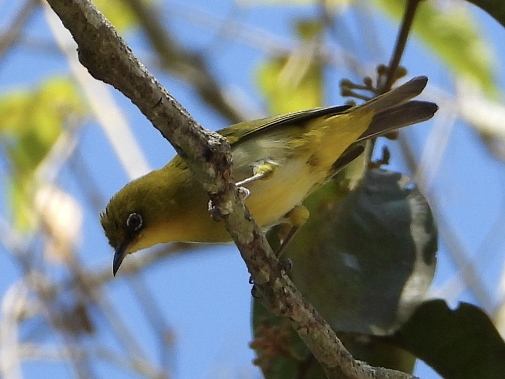 Indian White-eye - ML616546897