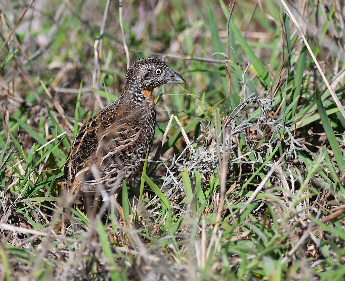 Sumba Buttonquail - ML616546929