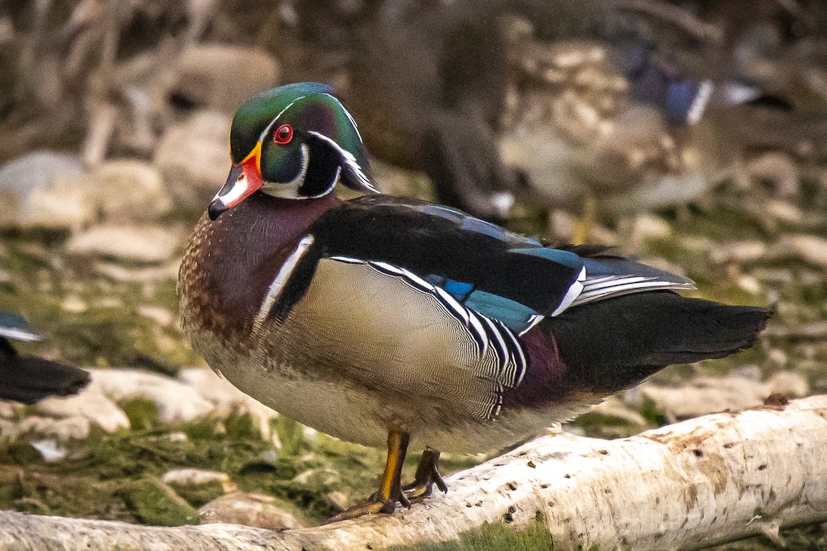 Wood Duck - ML616546936