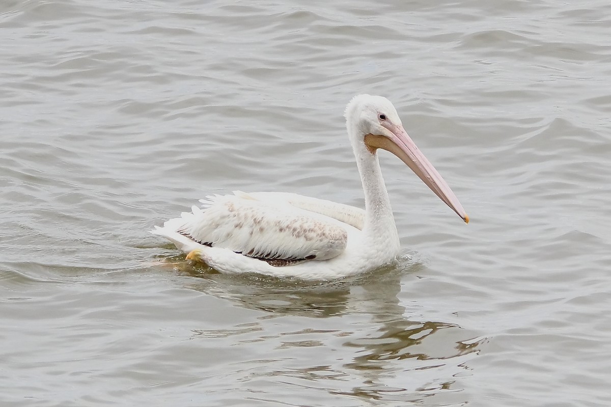 American White Pelican - ML616546951