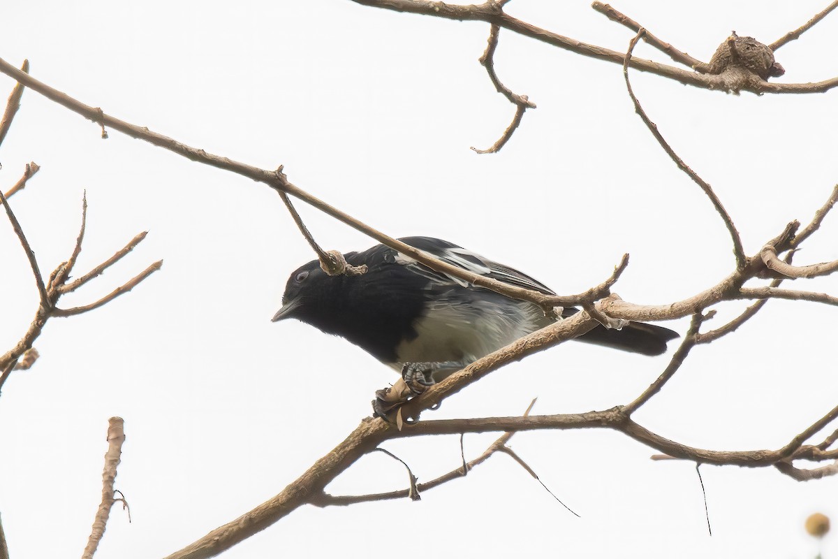 White-bellied Tit - Giuseppe Citino