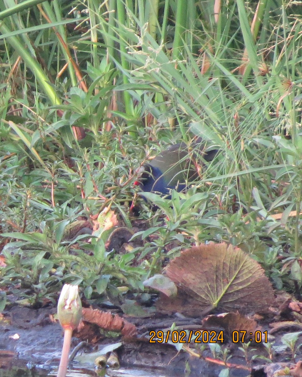 Allen's Gallinule - Gary Bletsch