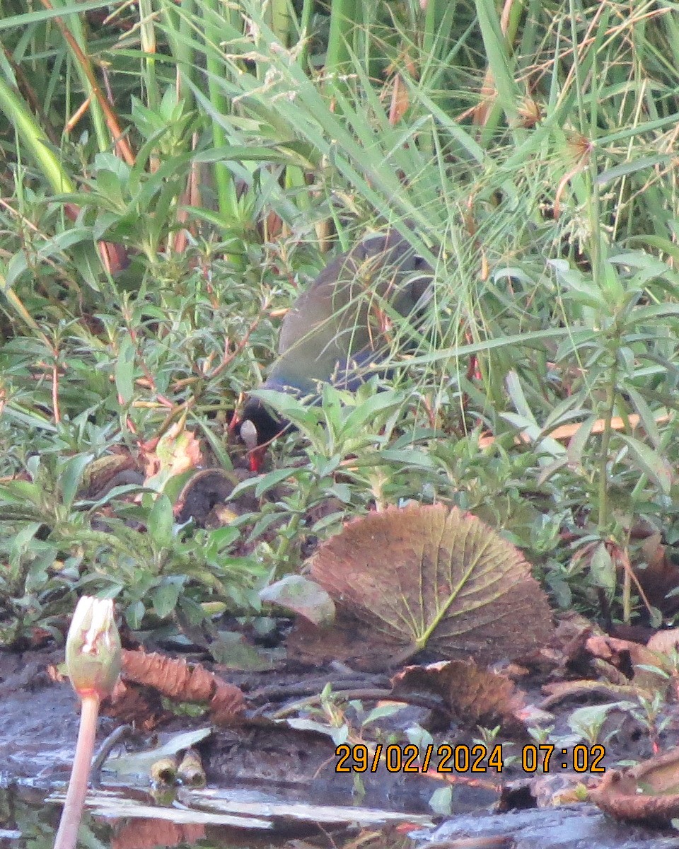 Allen's Gallinule - Gary Bletsch