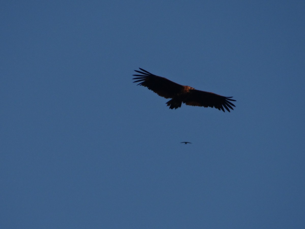 Cinereous Vulture - ML616547110