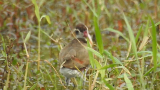 Jacana Suramericana - ML616547117