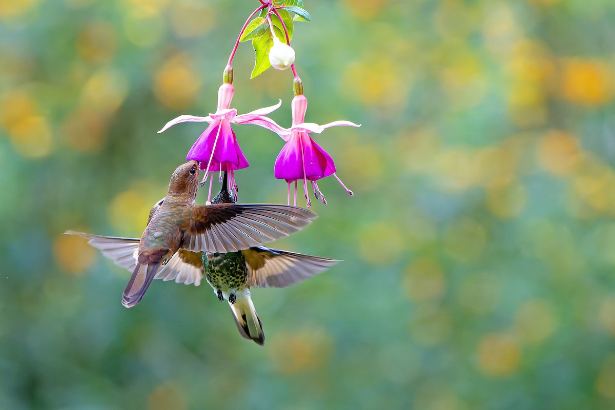 kolibřík žlutoocasý - ML616547130