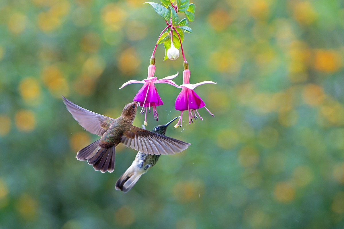 kolibřík žlutoocasý - ML616547131