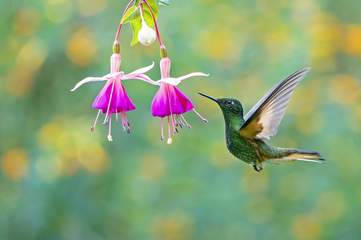 kolibřík žlutoocasý - ML616547132