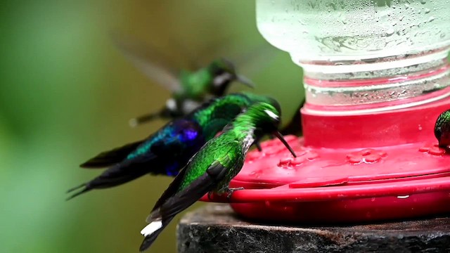 Colibrí Puntiblanco Occidental - ML616547145