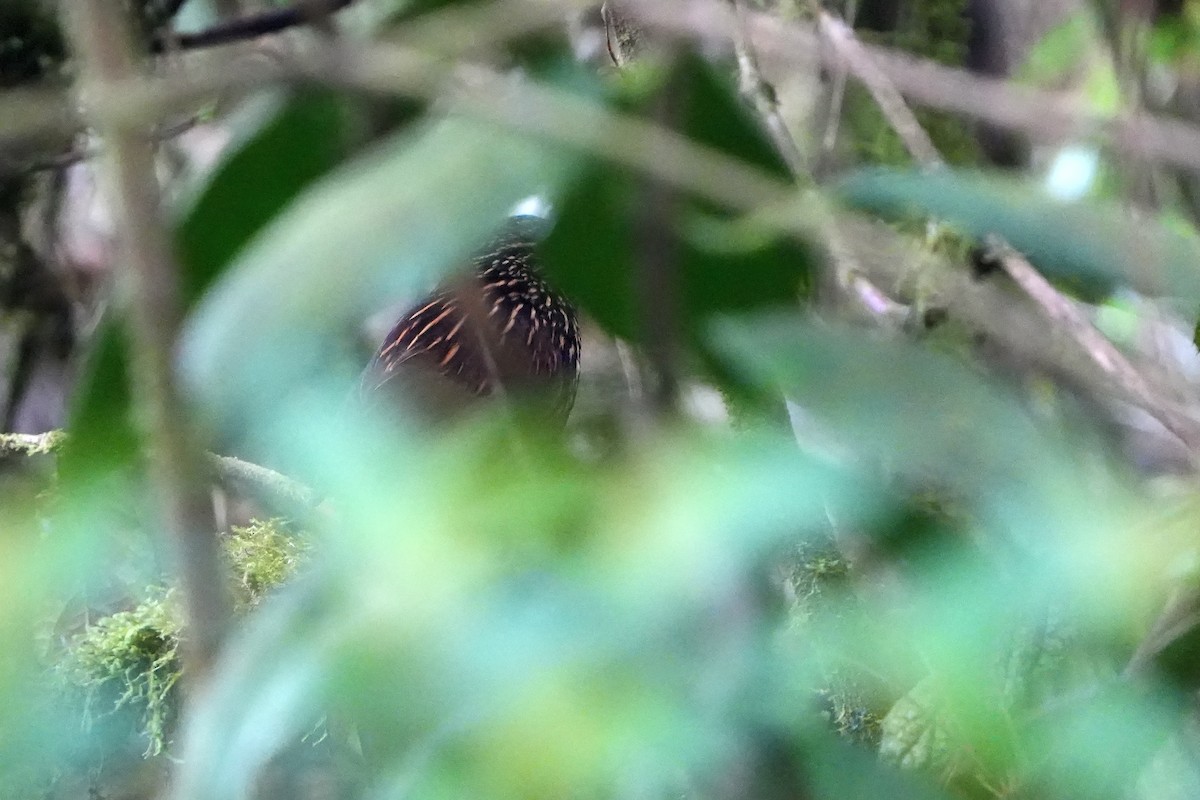 Flammulated Treehunter - Daniel López-Velasco | Ornis Birding Expeditions