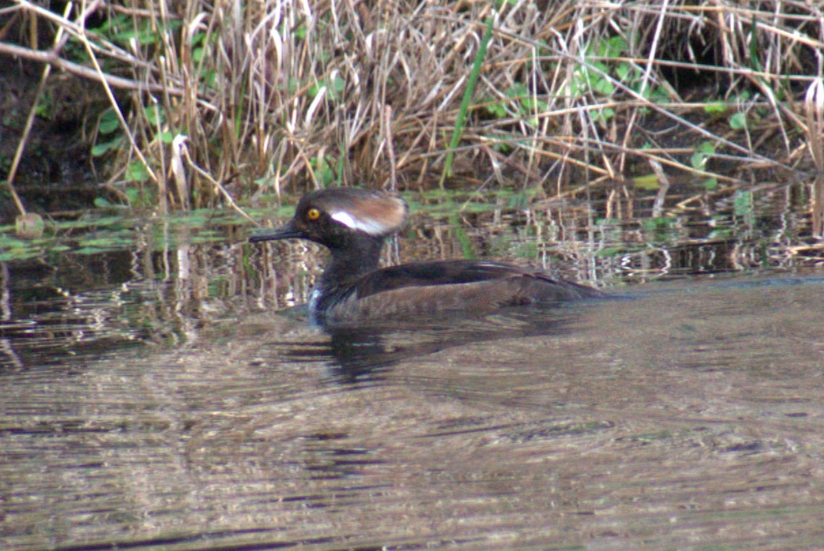 Hooded Merganser - ML616547175