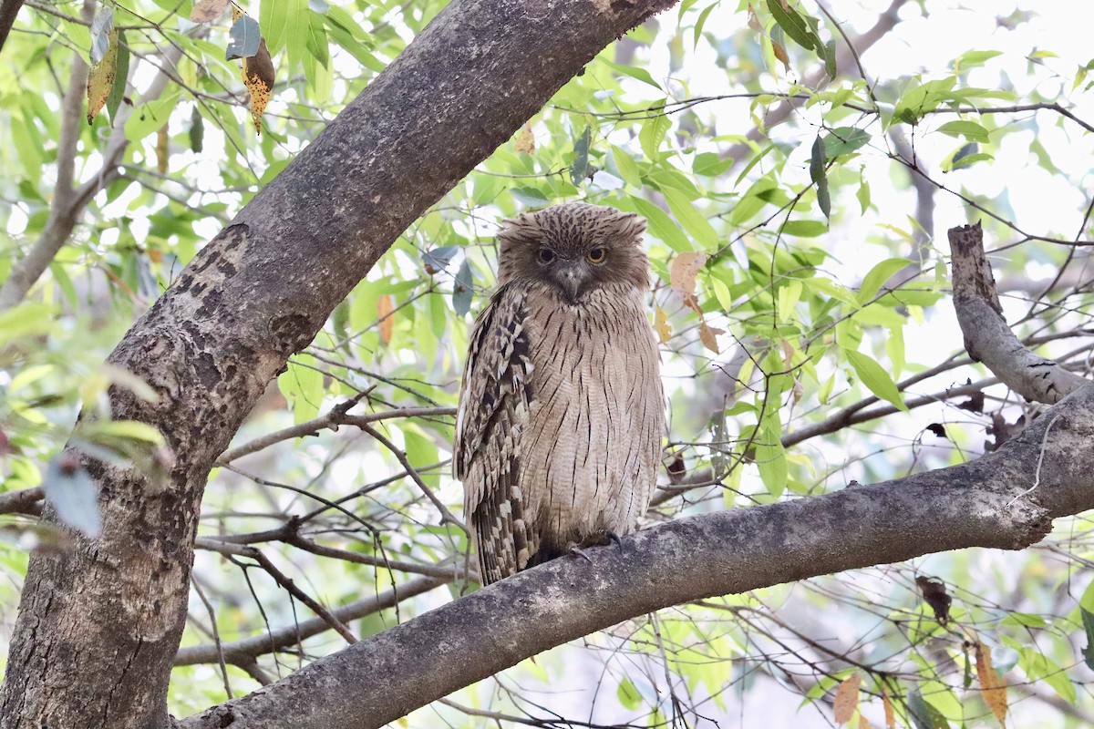 Brown Fish-Owl - ML616547192