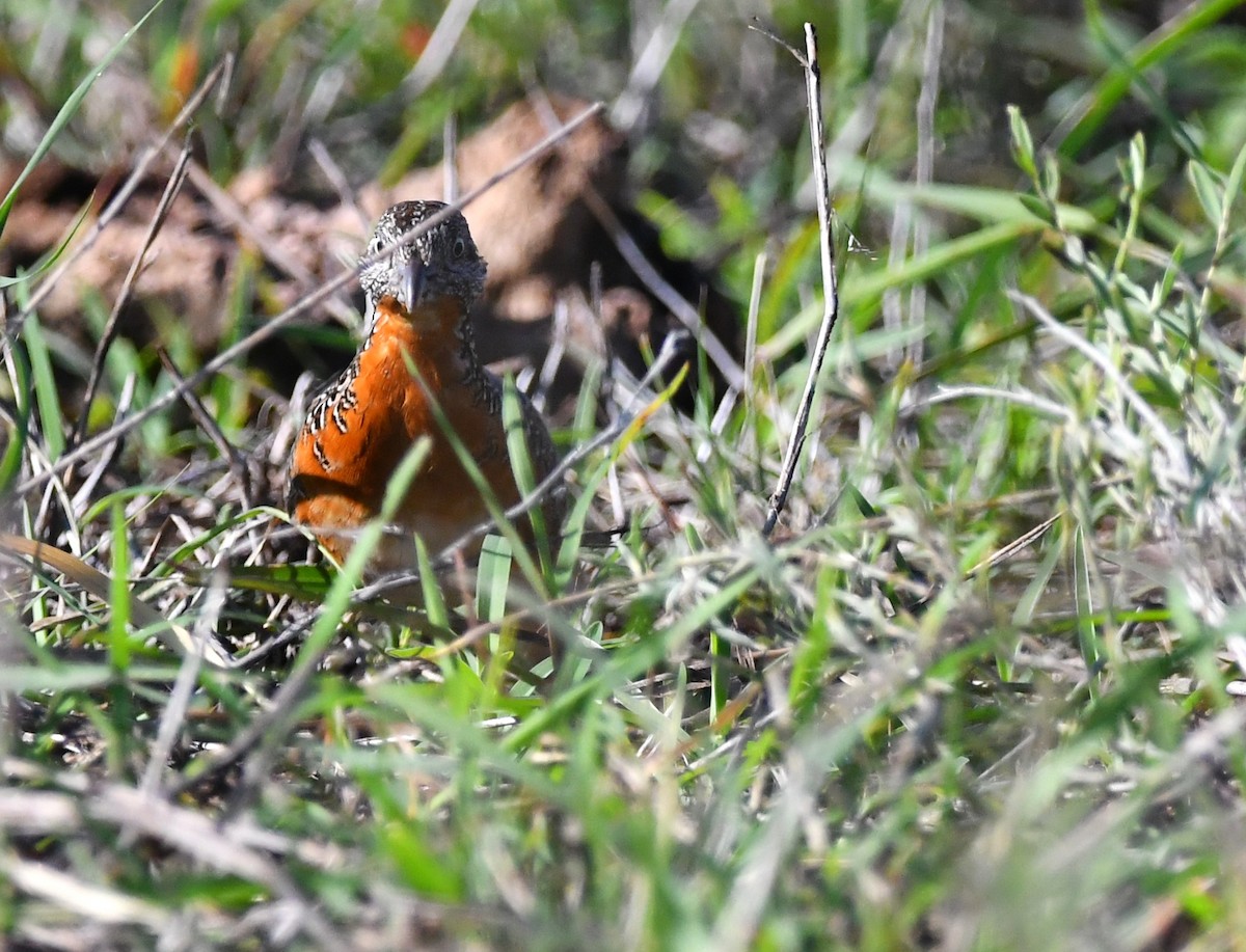 Sumba Buttonquail - ML616547195