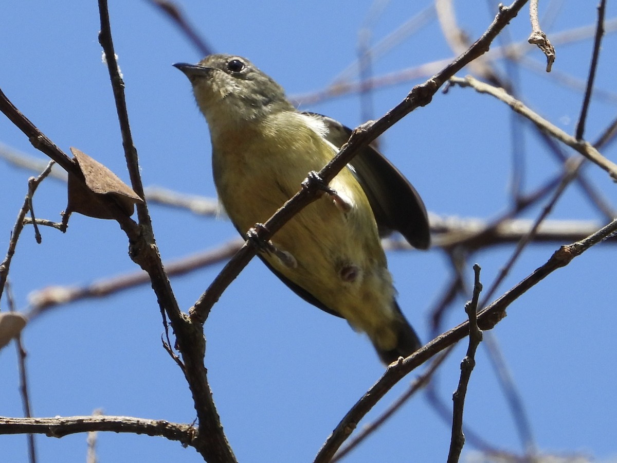 Fire-breasted Flowerpecker - Joe Corcoran