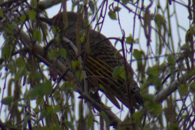 Northern Flicker (Yellow-shafted x Red-shafted) - ML616547285