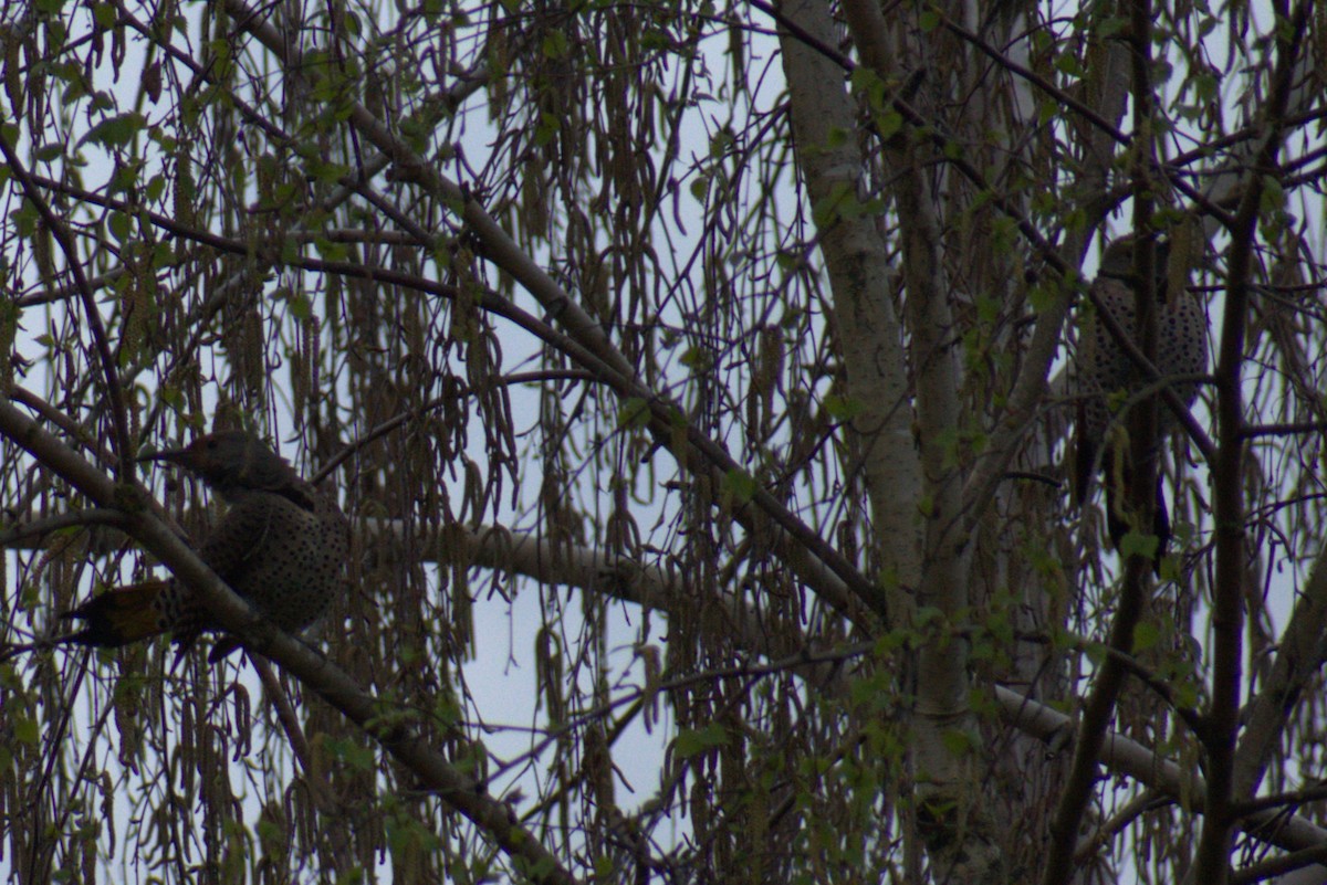 Northern Flicker (Yellow-shafted x Red-shafted) - ML616547287