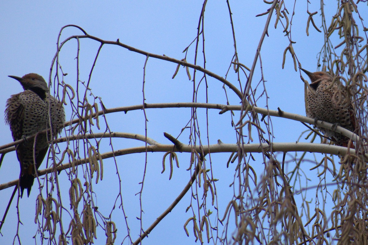 Northern Flicker (Yellow-shafted x Red-shafted) - ML616547288