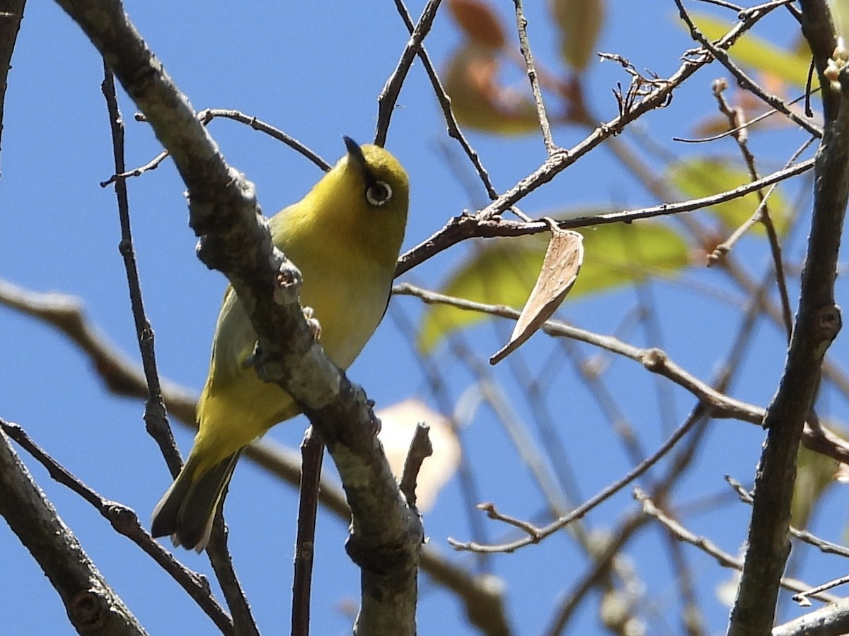 Indian White-eye - Joe Corcoran