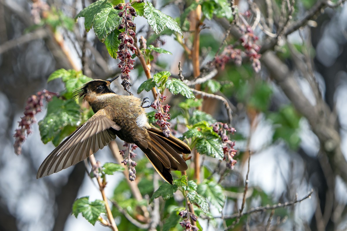 Buffy Helmetcrest - Daniel López-Velasco | Ornis Birding Expeditions