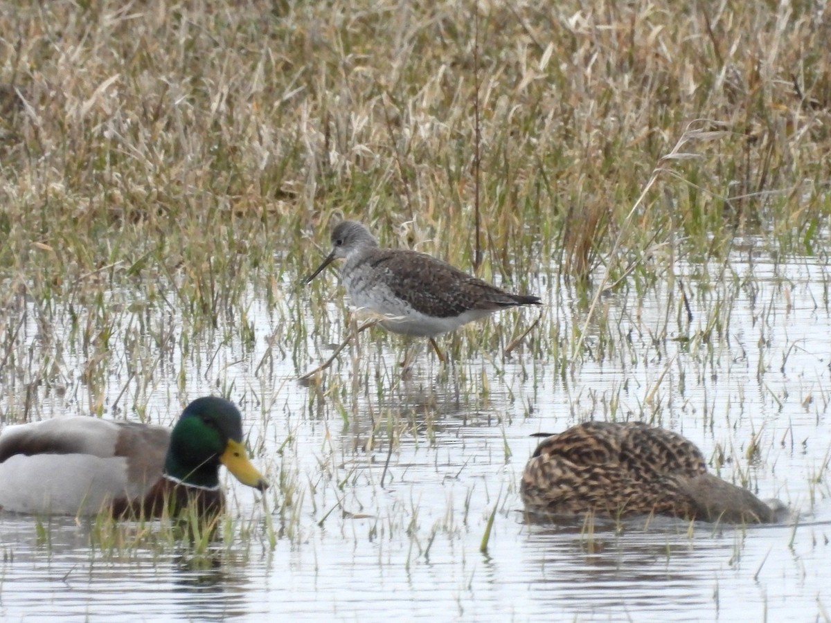 Greater Yellowlegs - ML616547344