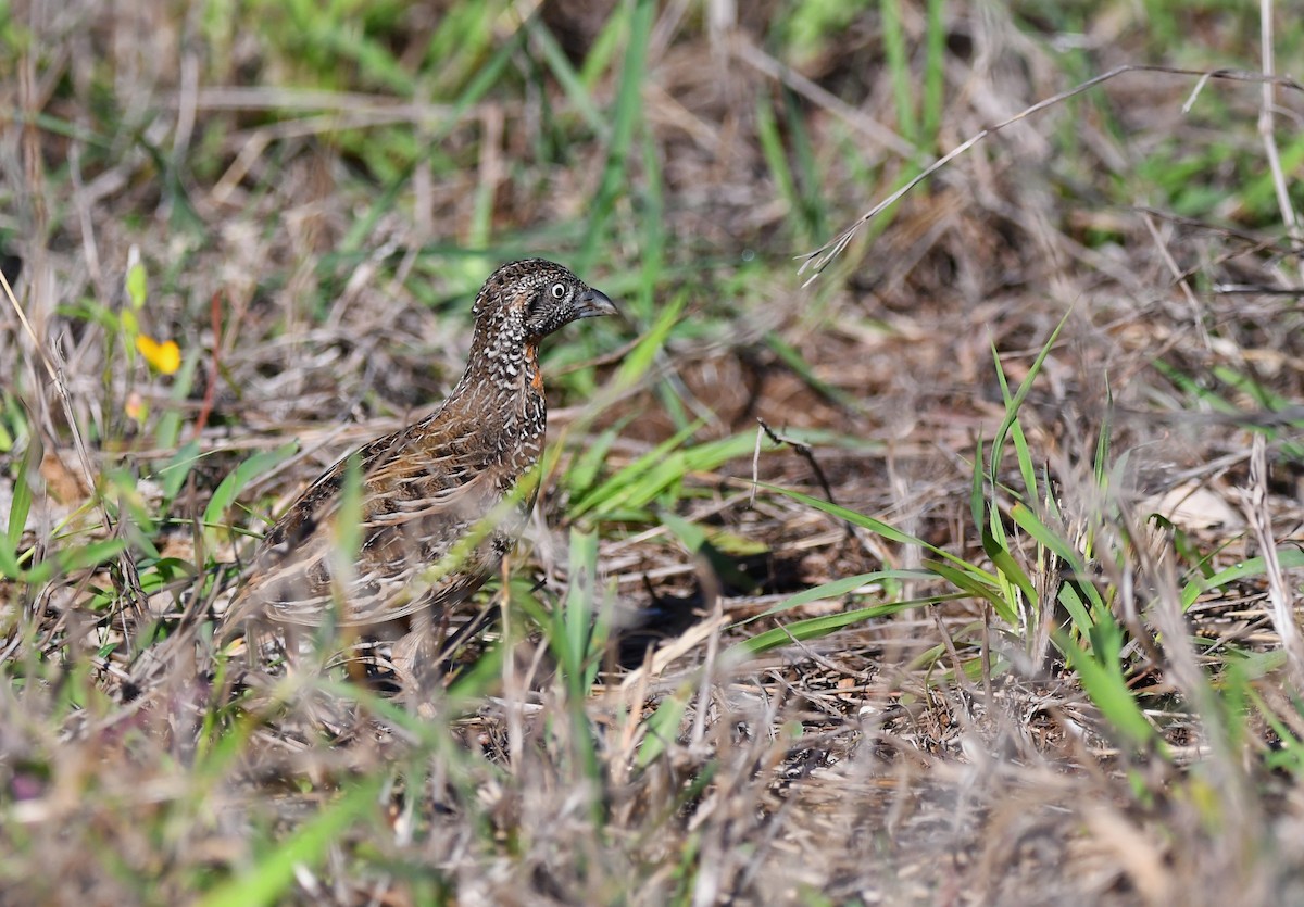 Sumba Buttonquail - Philippe Loyoddin