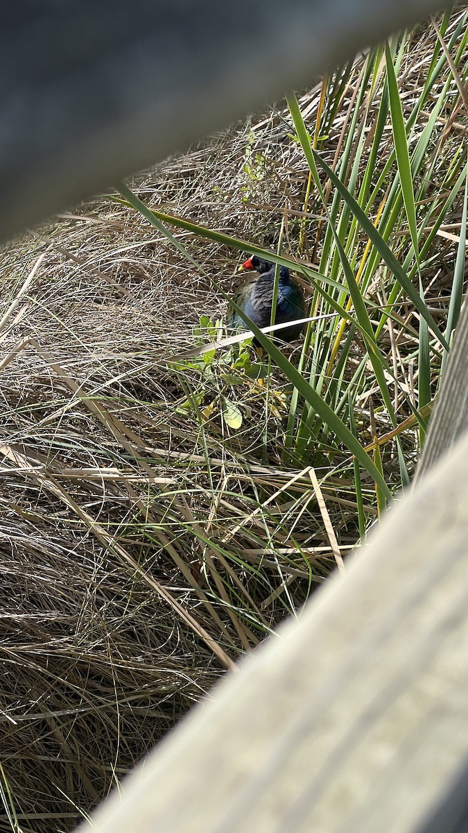 Purple Gallinule - ML616547406